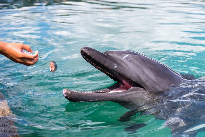 6 Reasons Why You Need to Take a Dolphin Tour in Northwest Florida ...